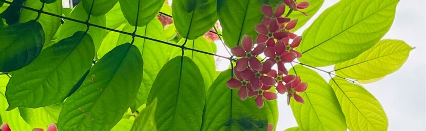 Nguyễn Quang Hưng (CN Nam Định)