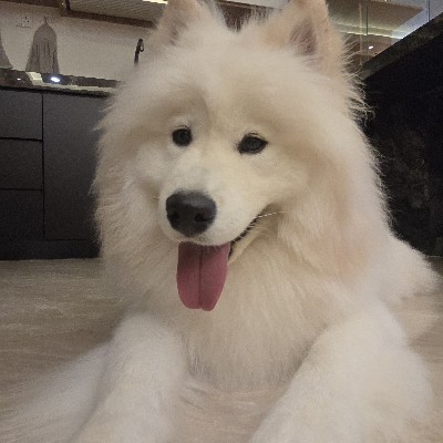 Player avatar